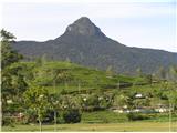 Adams peak